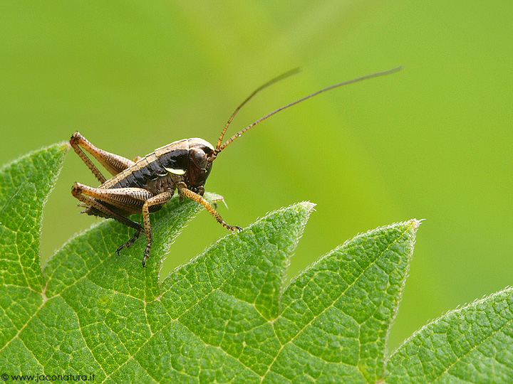 Grillide o tettigonide? - Neanide di Tettigoniidae